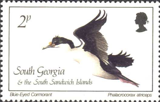Phalacrocorax atriceps Phalacrocorax atriceps
