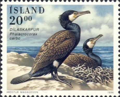 Phalacrocorax carbo Phalacrocorax carbo