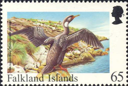 Phalacrocorax gaimardi Phalacrocorax gaimardi