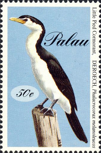 Phalacrocorax melanoleucos