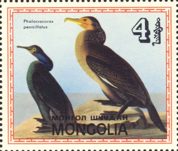 Phalacrocorax penicillatus Phalacrocorax penicillatus