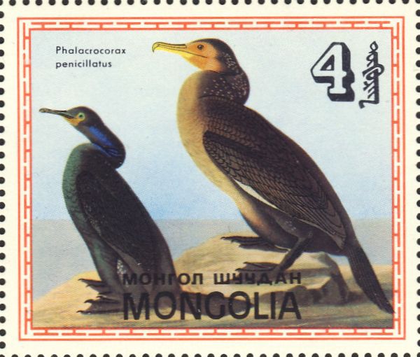 Phalacrocorax penicillatus