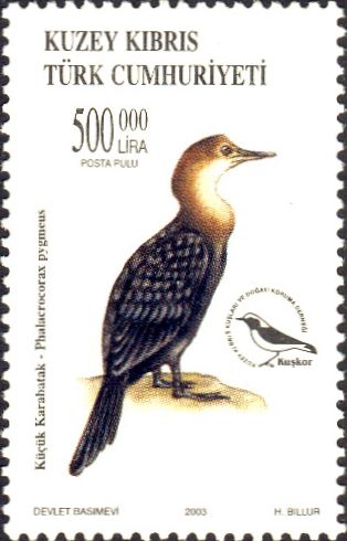 Phalacrocorax pygmeus Phalacrocorax pygmeus