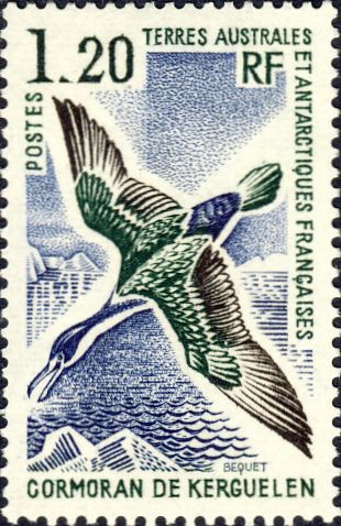Phalacrocorax verrucosus Phalacrocorax verrucosus