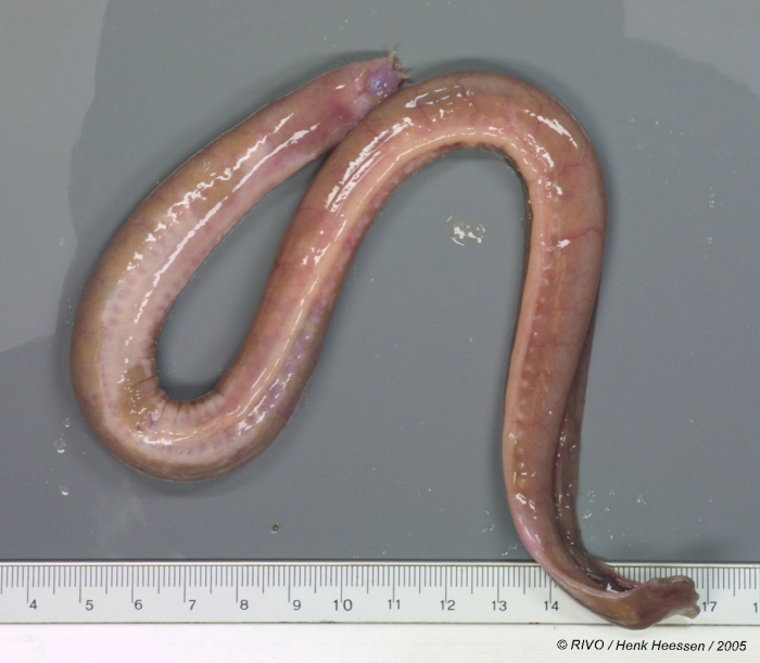 Myxine glutinosa Linnaeus, 1758 Myxine glutinosa Linnaeus, 1758