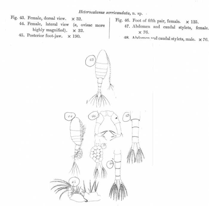 Pseudodiaptomus serricaudatus 