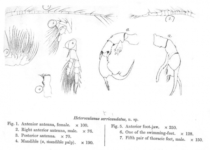 Pseudodiaptomus serricaudatus 