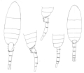 Crustacea (crustaceans)