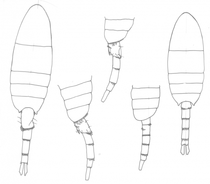 Pseudodiaptomus serricaudatus body