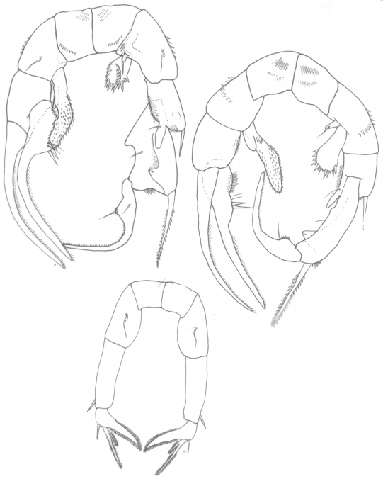 Pseudodiaptomus serricaudatus P5