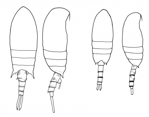 Pseudodiaptomus sewelli body