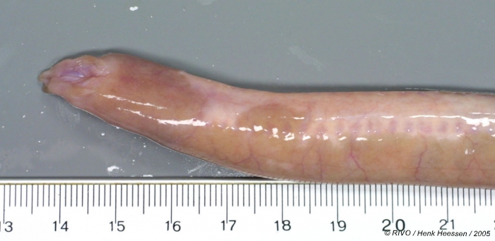 Myxine glutinosa Linnaeus, 1758 Myxine glutinosa Linnaeus, 1758