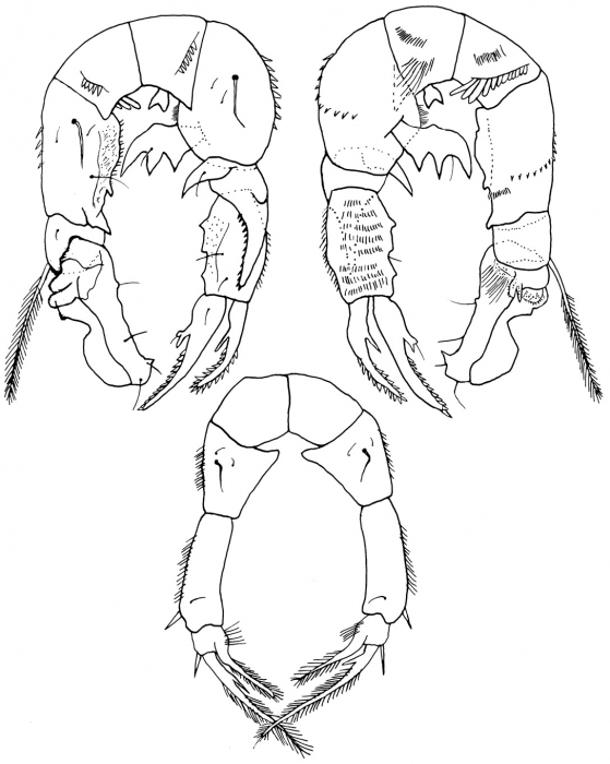 Pseudodiaptomus sewelli   P5