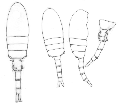 Pseudodiaptomus smithi body