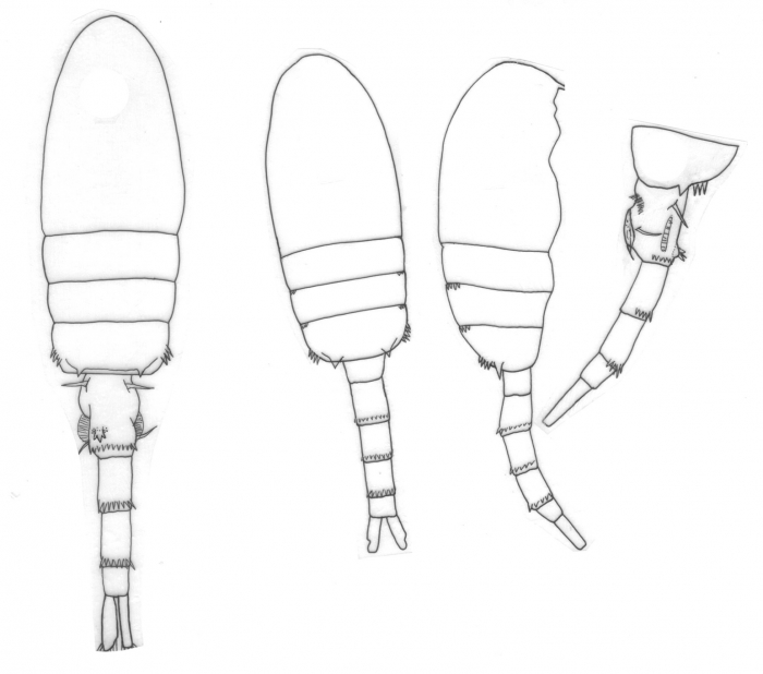 Pseudodiaptomus smithi body