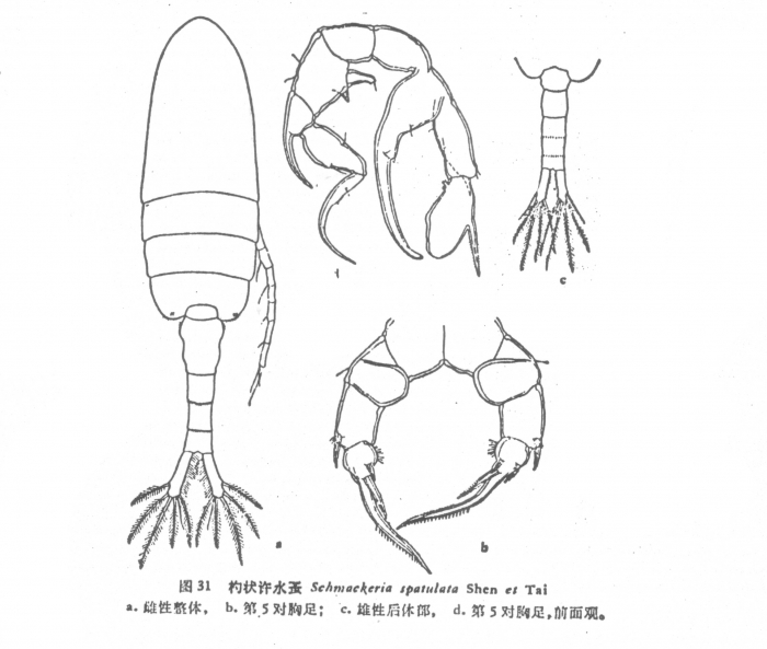 Pseudodiaptomus spatulatus 