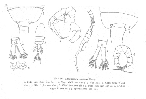 Pseudodiaptomus speciosus 