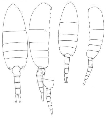 Pseudodiaptomus stuhlmanni body