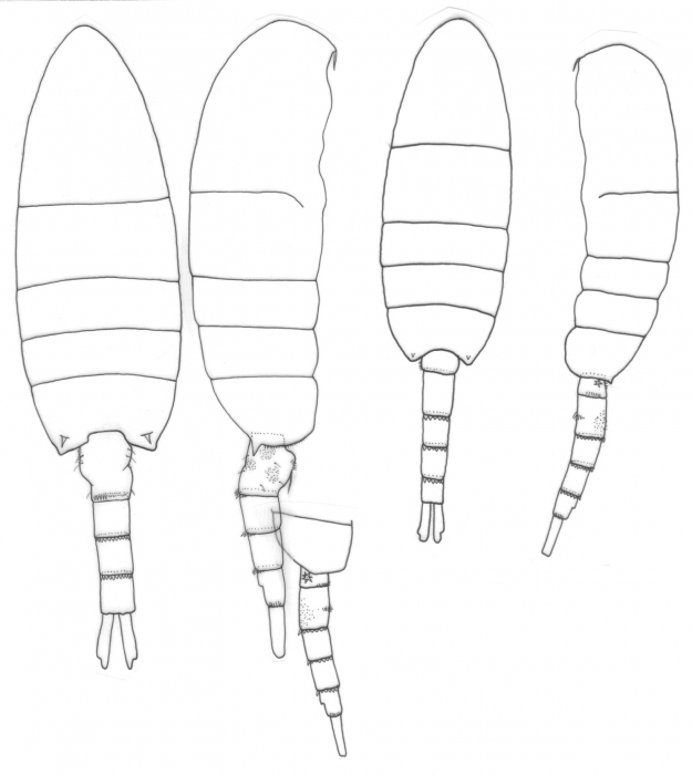 Pseudodiaptomus stuhlmanni body