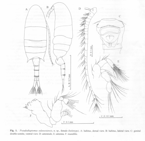 Pseudodiaptomus sulawesiensis 