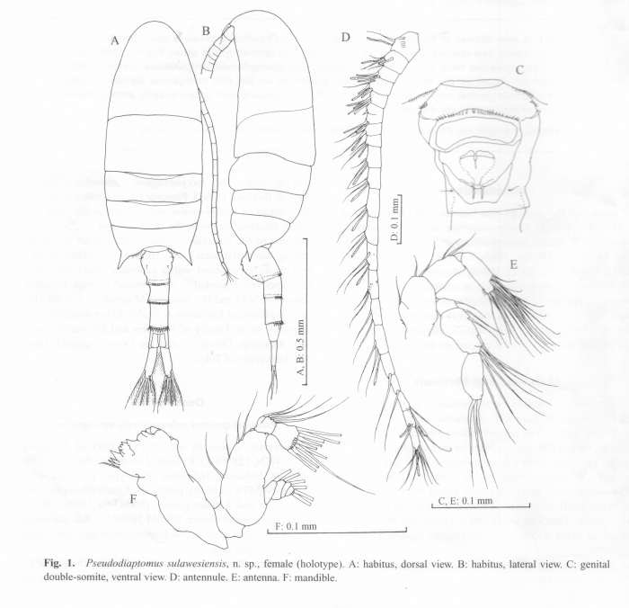 Pseudodiaptomus sulawesiensis 