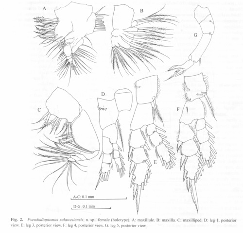 Pseudodiaptomus sulawesiensis 