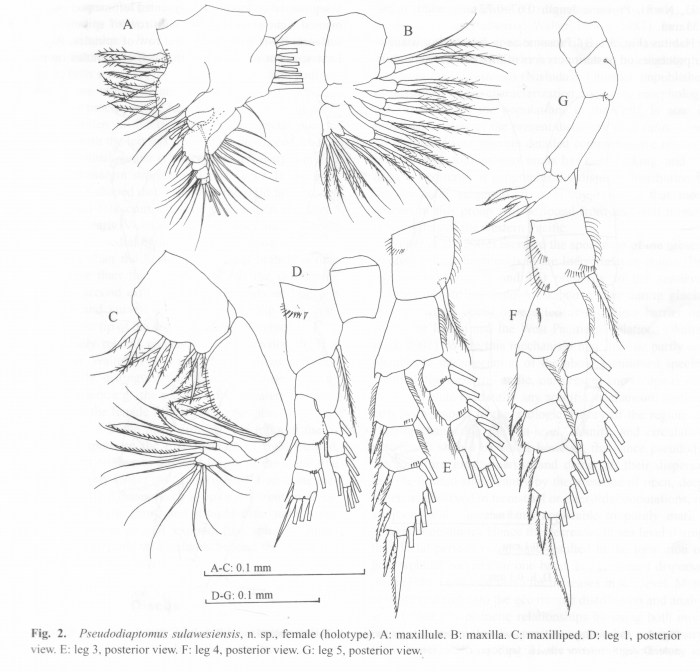 Pseudodiaptomus sulawesiensis 