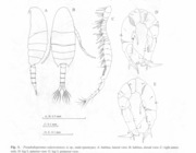 Pseudodiaptomus sulawesiensis 