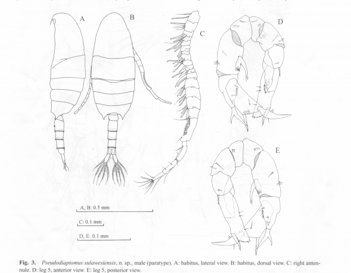 Pseudodiaptomus sulawesiensis Pseudodiaptomus sulawesiensis