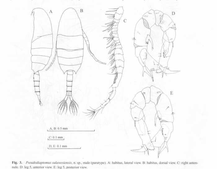 Pseudodiaptomus sulawesiensis 