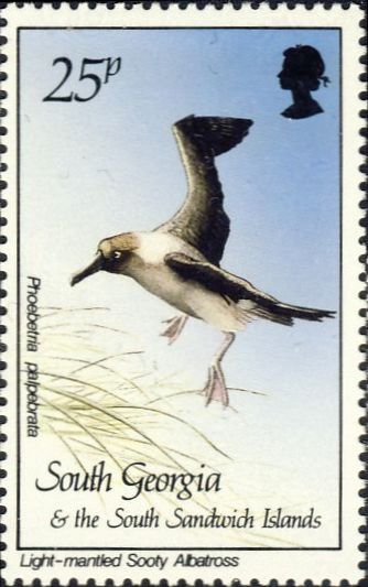 Phoebetria palpebrata Phoebetria palpebrata