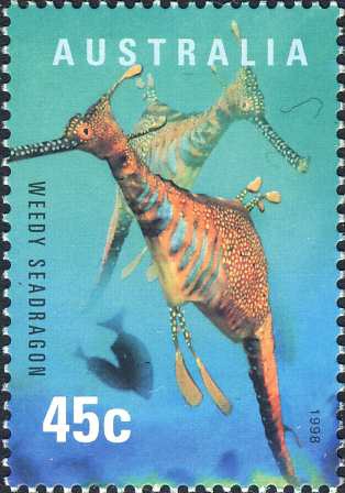Phyllopteryx taeniolatus Phyllopteryx taeniolatus