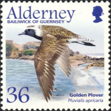 Pluvialis apricaria Pluvialis apricaria