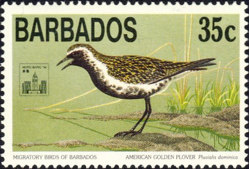 Pluvialis dominica Pluvialis dominica