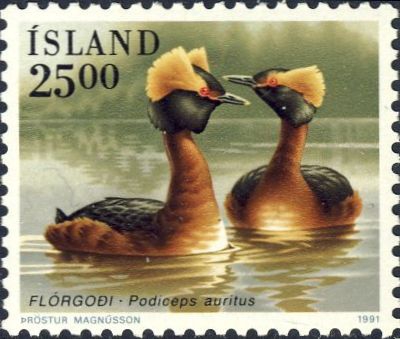 Podiceps auritus