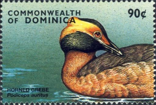 Podiceps auritus Podiceps auritus