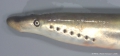 Agnatha (jawless fish)