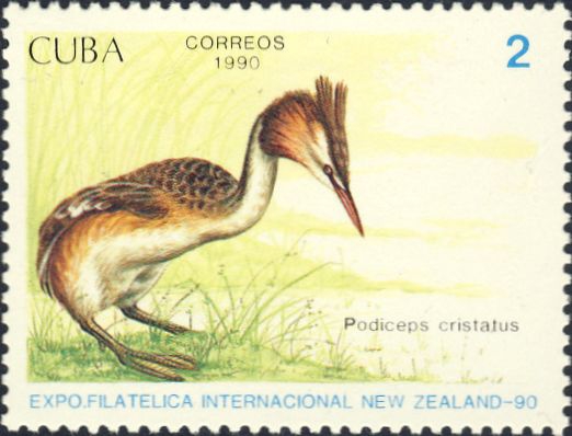 Podiceps cristatus Podiceps cristatus