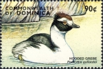 Podiceps gallardoi