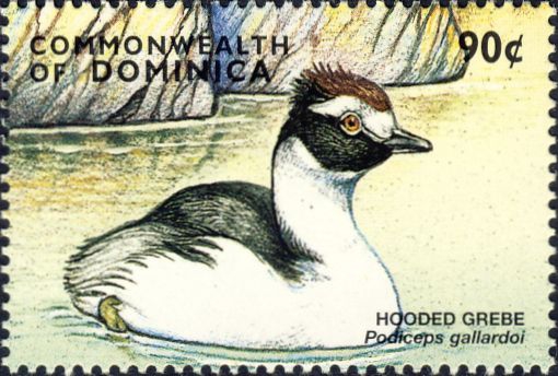 Podiceps gallardoi Podiceps gallardoi