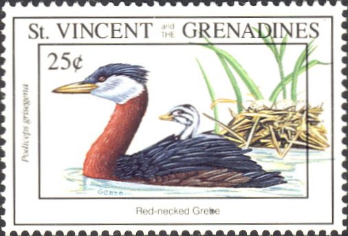 Podiceps grisegena Podiceps grisegena