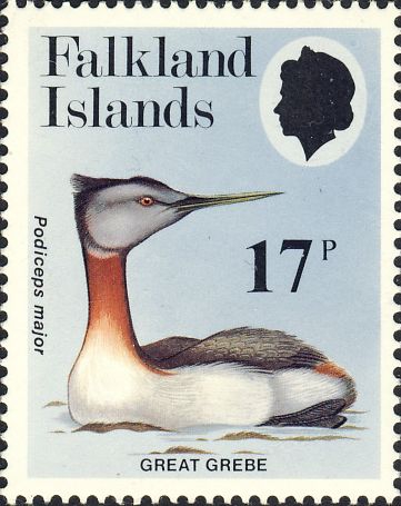 Podiceps major Podiceps major