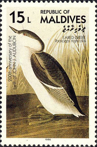 Podiceps nigricollis