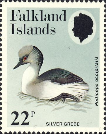 Podiceps occipitalis Podiceps occipitalis