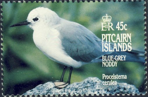 Procelsterna caerulea Procelsterna caerulea