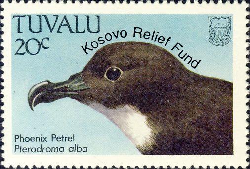 Pterodroma alba Pterodroma alba