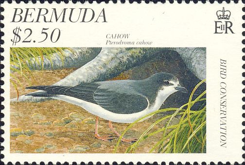 Pterodroma cahow Pterodroma cahow