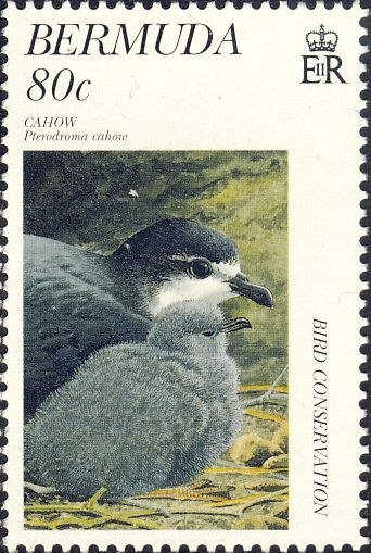Pterodroma cahow Pterodroma cahow