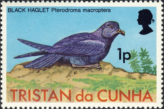 Pterodroma macroptera Pterodroma macroptera