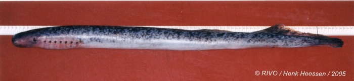 Petromyzon marinus Linnaeus, 1758 Petromyzon marinus Linnaeus, 1758
